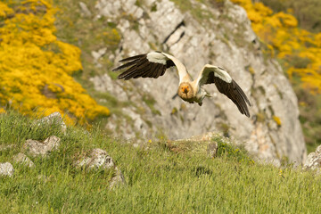 Egyptian vulture flying in a high mountain area with bushes with yellow flowers, grasslands and rocks at the end of a spring day