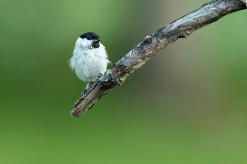 Obraz premium Marsh Tit in breeding plumage in an oak and beech forest