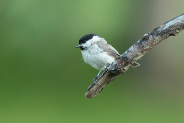 Marsh Tit in breeding plumage in an oak and beech forest