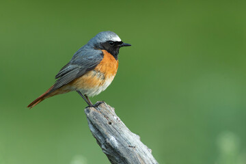 Male Common redstart at one of its favourite perches in the last light of the evening in an oak forest