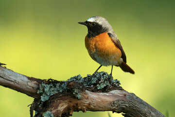 Common redstart male in an Atlantic oak and beech forest with the last light of a spring day