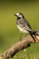 White wagtail in a forest of oak and beech near a river with the last light of a spring day
