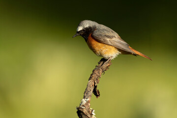 Male Common redstart at one of its favourite perches in the last light of the evening in an oak forest