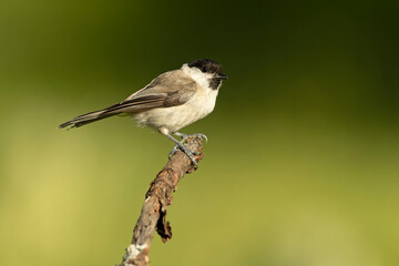 Marsh Tit in breeding plumage in an oak and beech forest