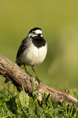 White wagtail in a forest of oak and beech near a river with the last light of a spring day