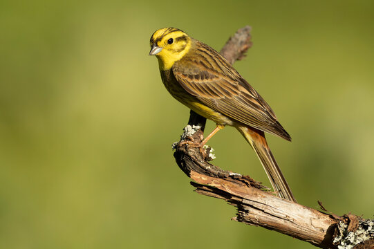 Yellowhammer male in rutting plumage in a beech and oak forest in spring with the last light of the day