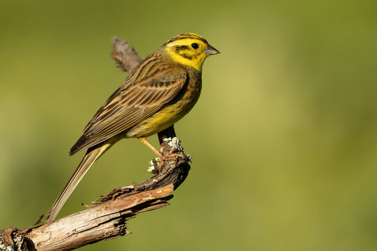 Yellowhammer male in rutting plumage in a beech and oak forest in spring with the last light of the day