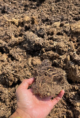 Compost from chicken manure: Chicken manure and Napier grass are mixed and dried outdoors to release the gas smell from the animal manure. Compost is ready for use in the hands of farmers.