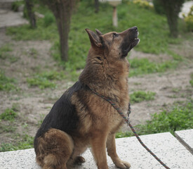 German Shepherd Sitting on the Ground in the Park
