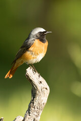 Common redstart, Phoenicurus phoenicurus, natural, bird, green, conservation, european, feather, environmental, male, orange, redstart, black, female, birdwatching, plumage, ornithology, small, wing, 