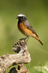 Common redstart, Phoenicurus phoenicurus, natural, bird, green, conservation, european, feather, environmental, male, orange, redstart, black, female, birdwatching, plumage, ornithology, small, wing, 