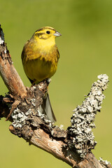Yellowhammer male in rutting plumage in a beech and oak forest in spring with the last light of the day