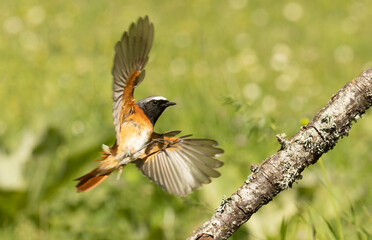 Male Common redstart flying towards its favorite perch in a beech and oak forest in spring