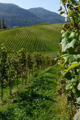 rows of vines in vineyard 6