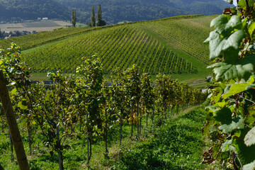 rows of vines in vineyard 5