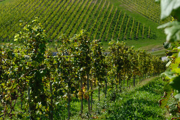 rows of vines in vineyard 4