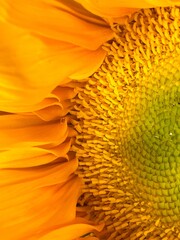 Close up of sunflower. Sunflower pollen has a unique physical structure that is very spiny.