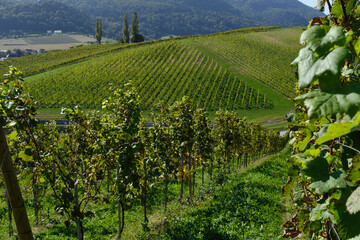 rows of vines in vineyard 3