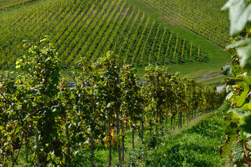 rows of vines in vineyard 2