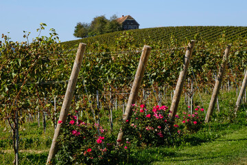 pink roses and vineyard with a house