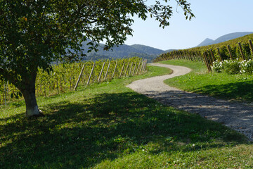 a road in the village between the fields 3