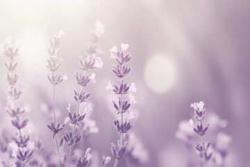 Naklejka premium lavend
