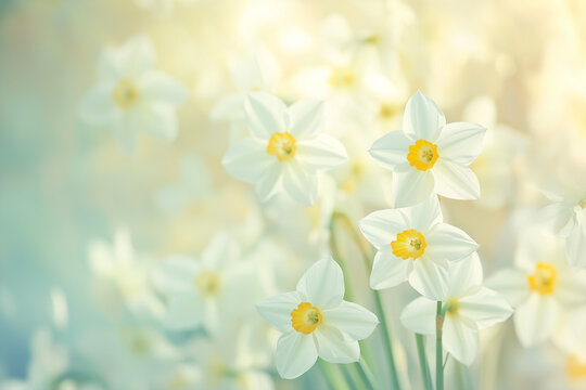 narcis