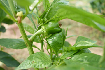 Green Bell peppers or capsicum on plant, bell peppers in the vegetable garden. Closeup of green bell pepper or capsicum growth in field plant agriculture farm. growing bell pepper in a farmer's field
