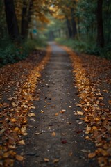 Fototapeta premium path in autumn forest