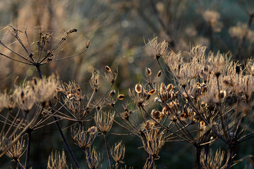 Wiesen-Bärenklau,   Wiesenbärenklau,  Heracleum sphondylium