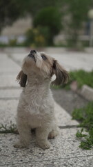 Shih Tzu Seated Calmly in the Park
