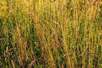 Tall grass in a wild field, natural background