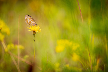 marbled white butterfly in the summer meadow