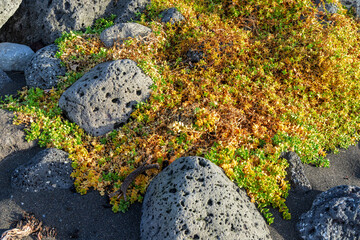 A rock covered in moss and yellow leaves