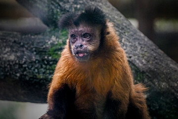 the black capped capuchin is a monkey that lives in troops