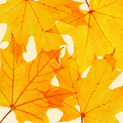 Minimal trend autumn pattern from colored autumnal leaves yellow neutral tones, top view nature photo, maple tree foliage on beige as natural seasonal background, leaf texture organic shape