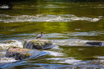 goosander duck on a rock in river at summer