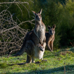 2 Eastern Grey Kangaroos with a joey in Australia