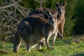 2 Eastern Grey Kangaroos with a joey in Australia
