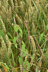 Zaunwinde, Calystegia sepium L. R.Br.