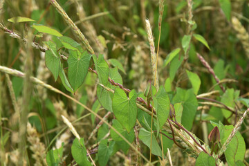Zaunwinde, Calystegia sepium L. R.Br.