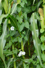 Obraz premium Zaunwinde, Calystegia sepium L. R.Br.