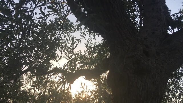 Olive Tree at Sunset with Cicadas Verse in the Background. Corato, Bari Province, Puglia, South Italy
