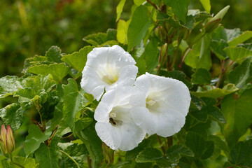 Zaunwinde, Calystegia sepium L. R.Br.
