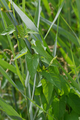 Zaunwinde, Calystegia sepium L. R.Br.