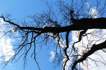 tree branches against sky