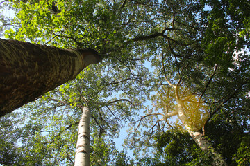 poplar trees and the sky, leaves in the forest