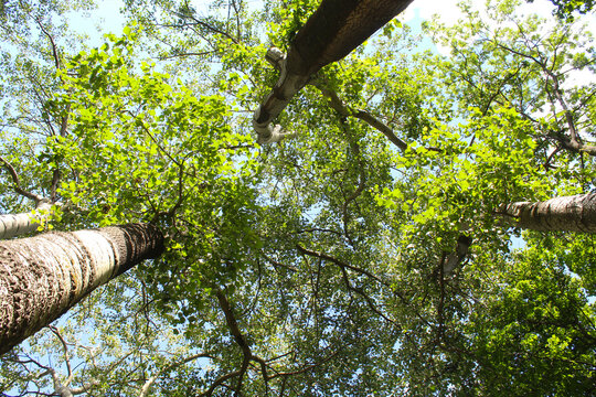 poplar trees and the sky, leaves in the forest