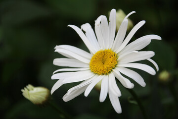Fototapeta premium Close-up of a white daisy