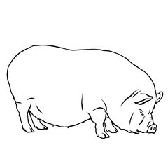 illustration of a fat boar